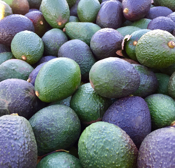 ariadne-artiles-blog-aguacate-10