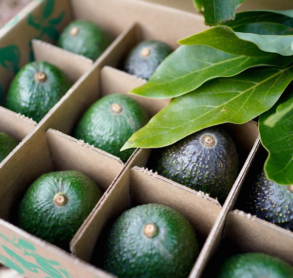 ariadne-artiles-blog-aguacate-11